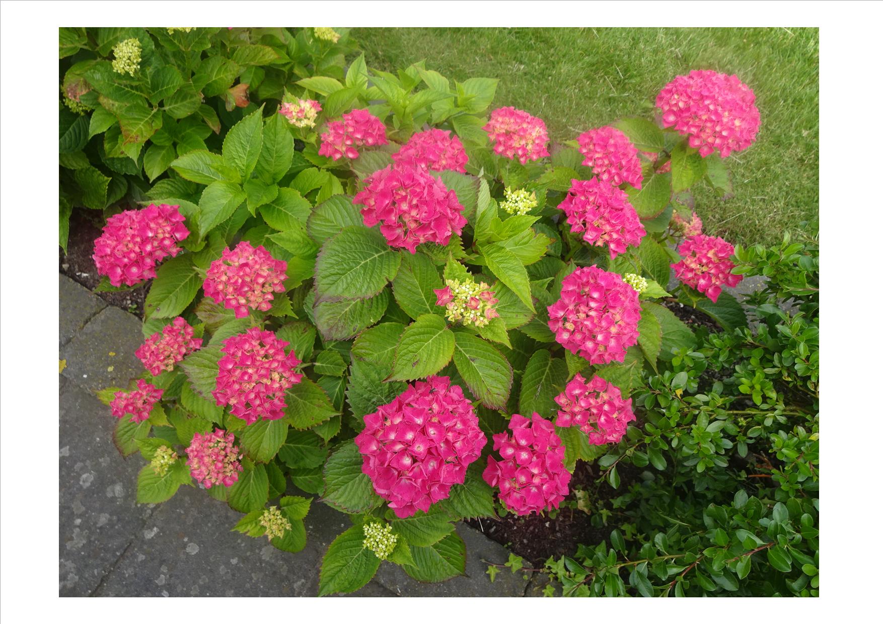 Hortensia
