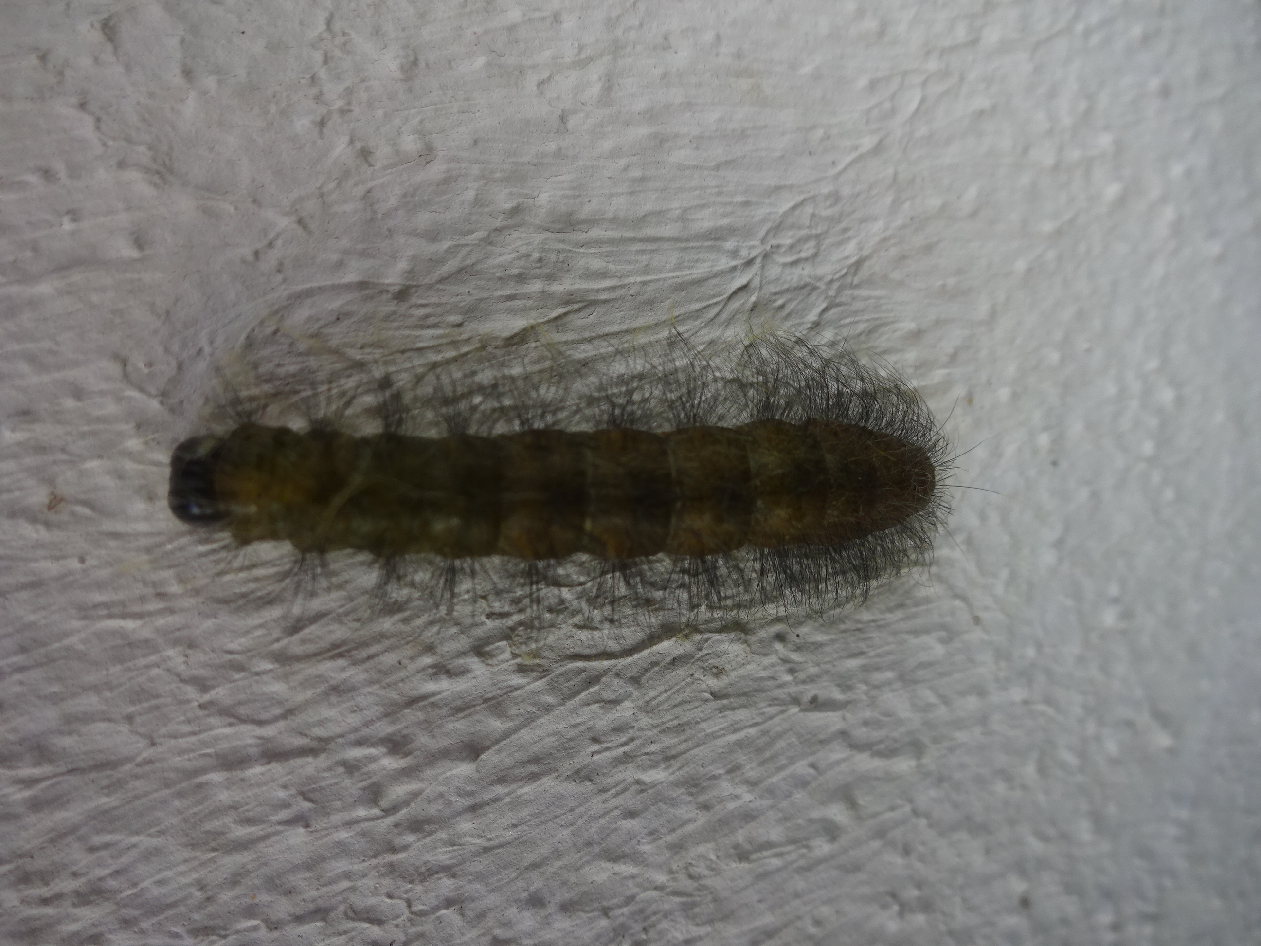 Pusseworm