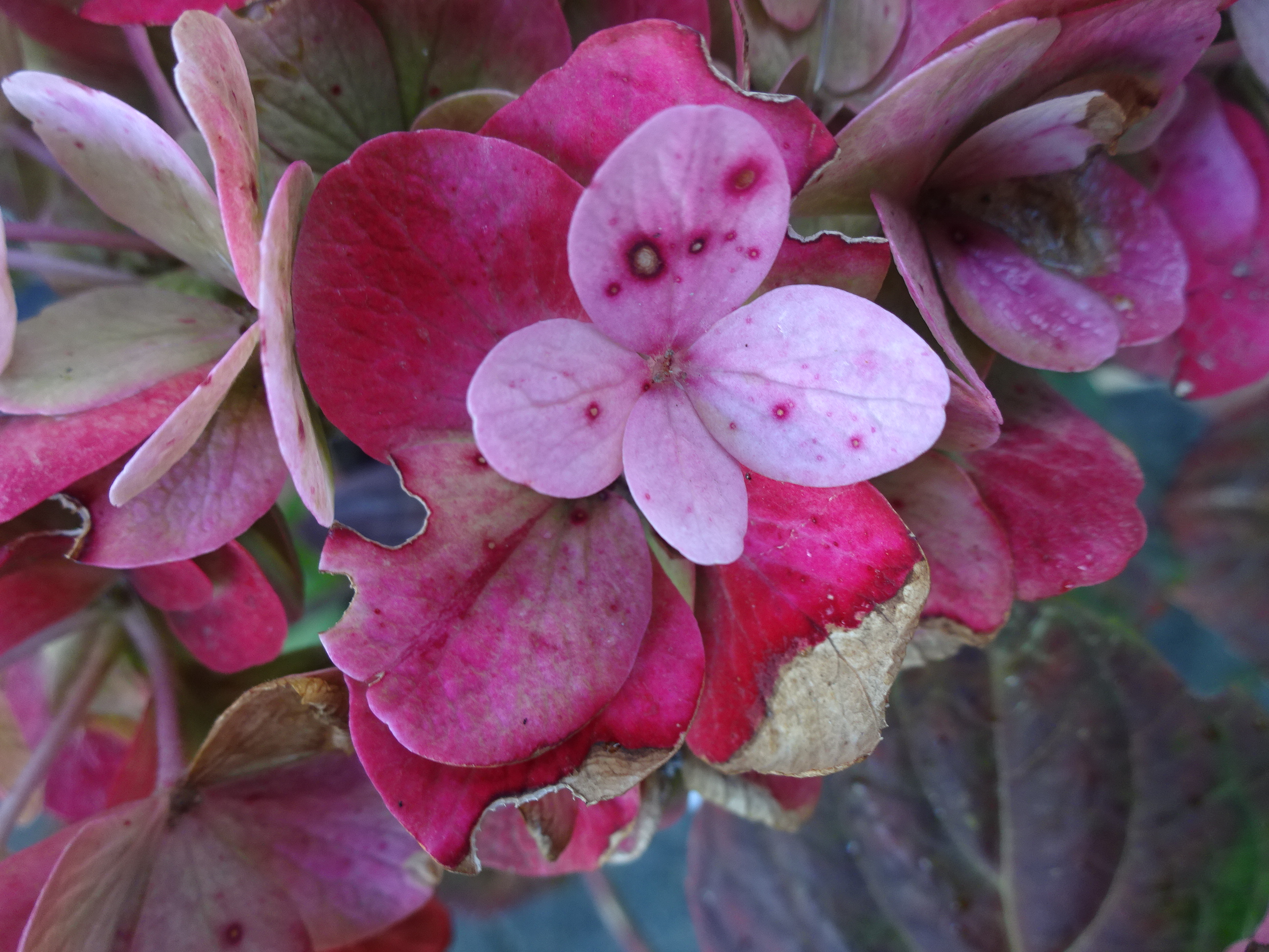 Hortensia i efterår
