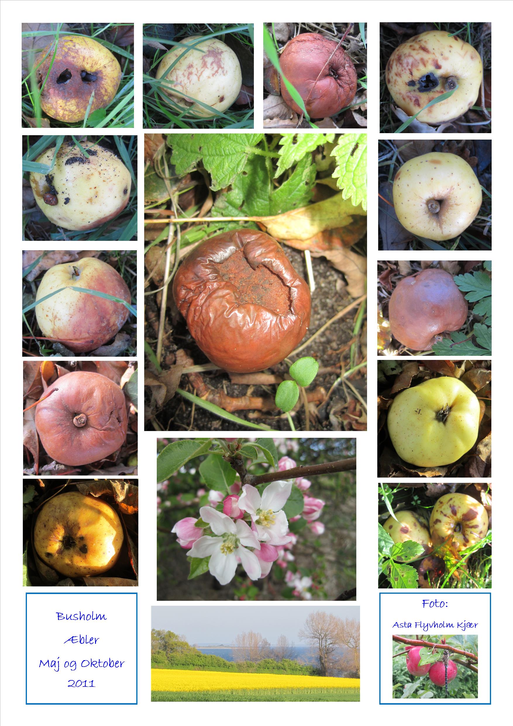 Æblecollage 