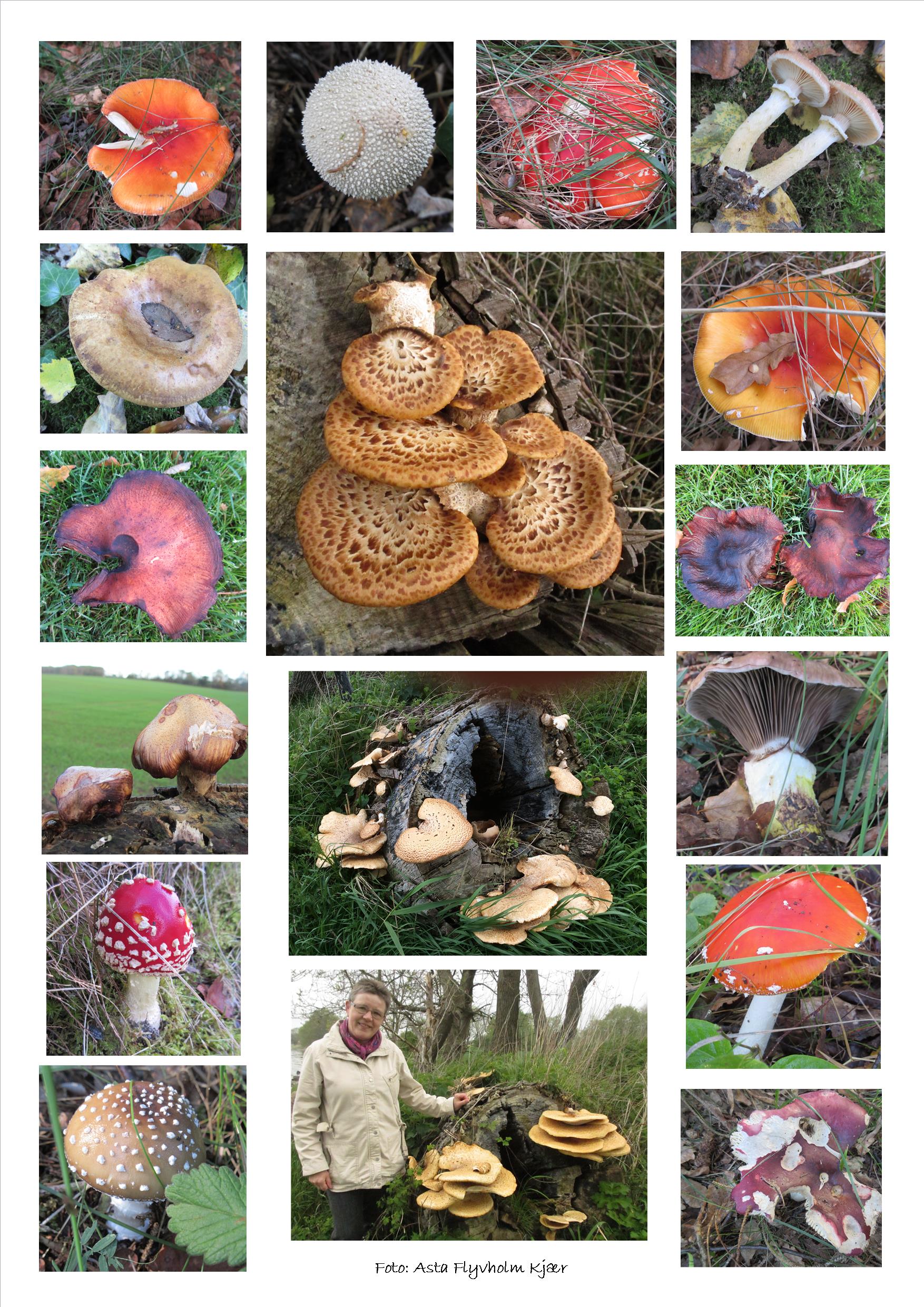 Svampecollage 