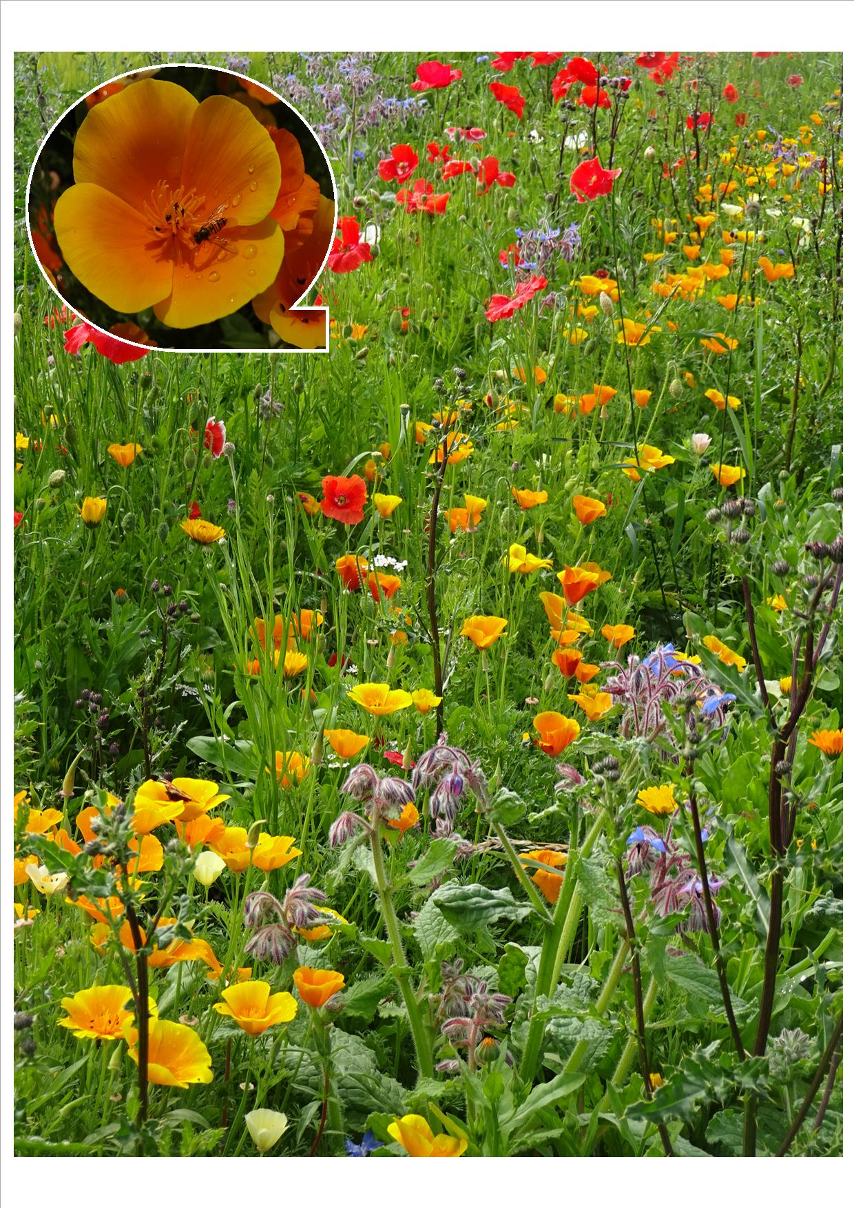 Bi på tour de gule blomster 2