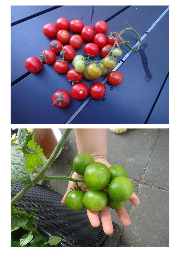 Glimt fra hverdagen: tomater