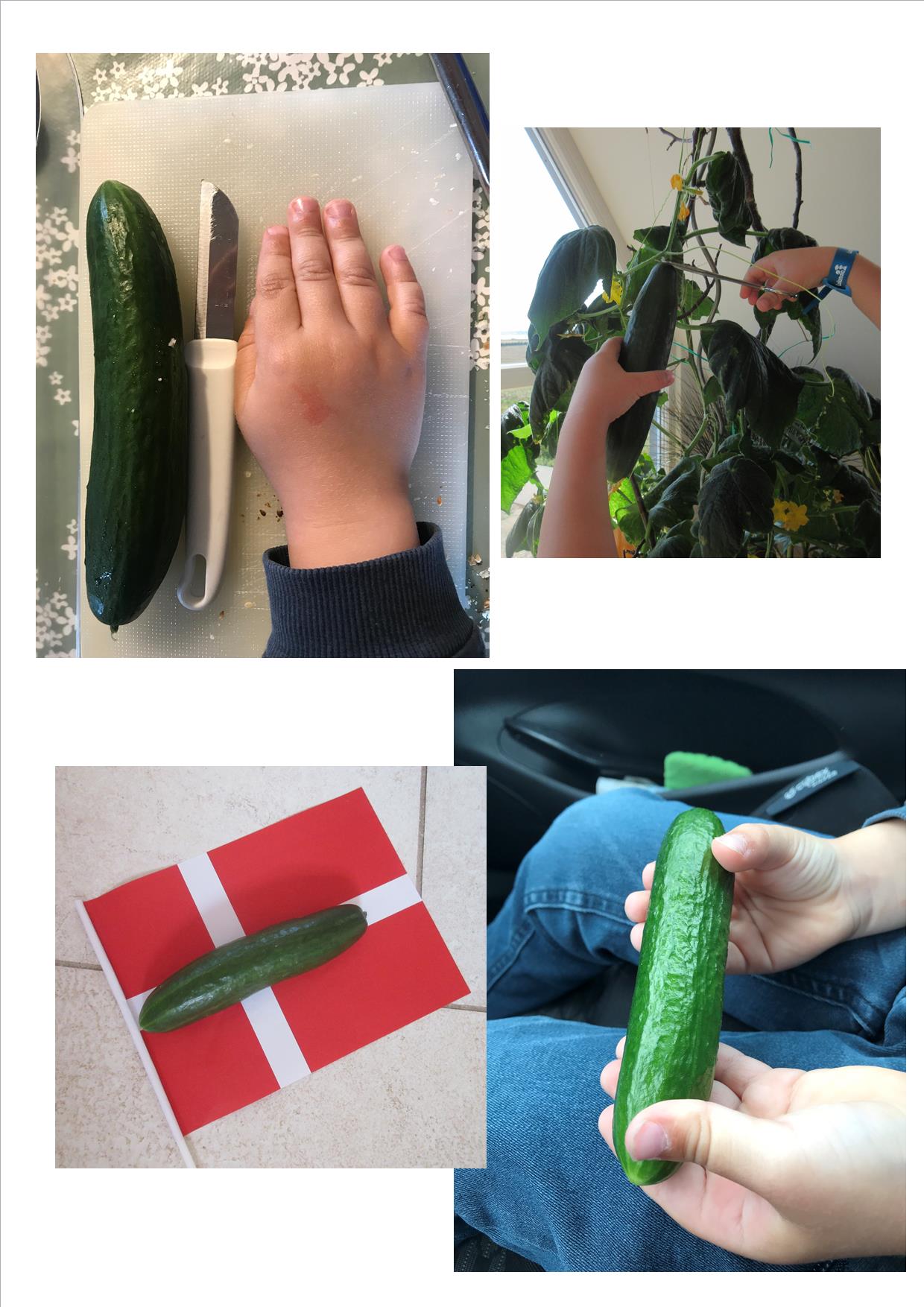 Glimt fra hverdagen: Agurkehøst