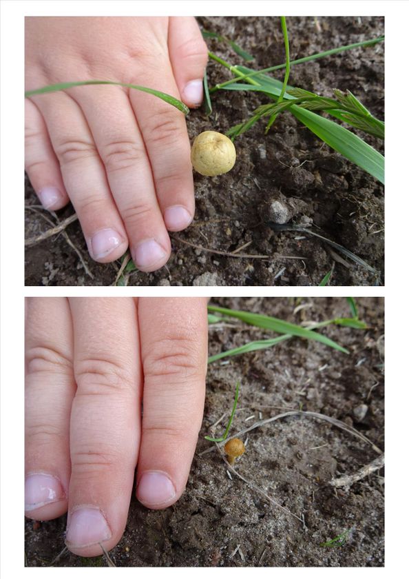 Glimt fra hverdagen: Meget små svampe