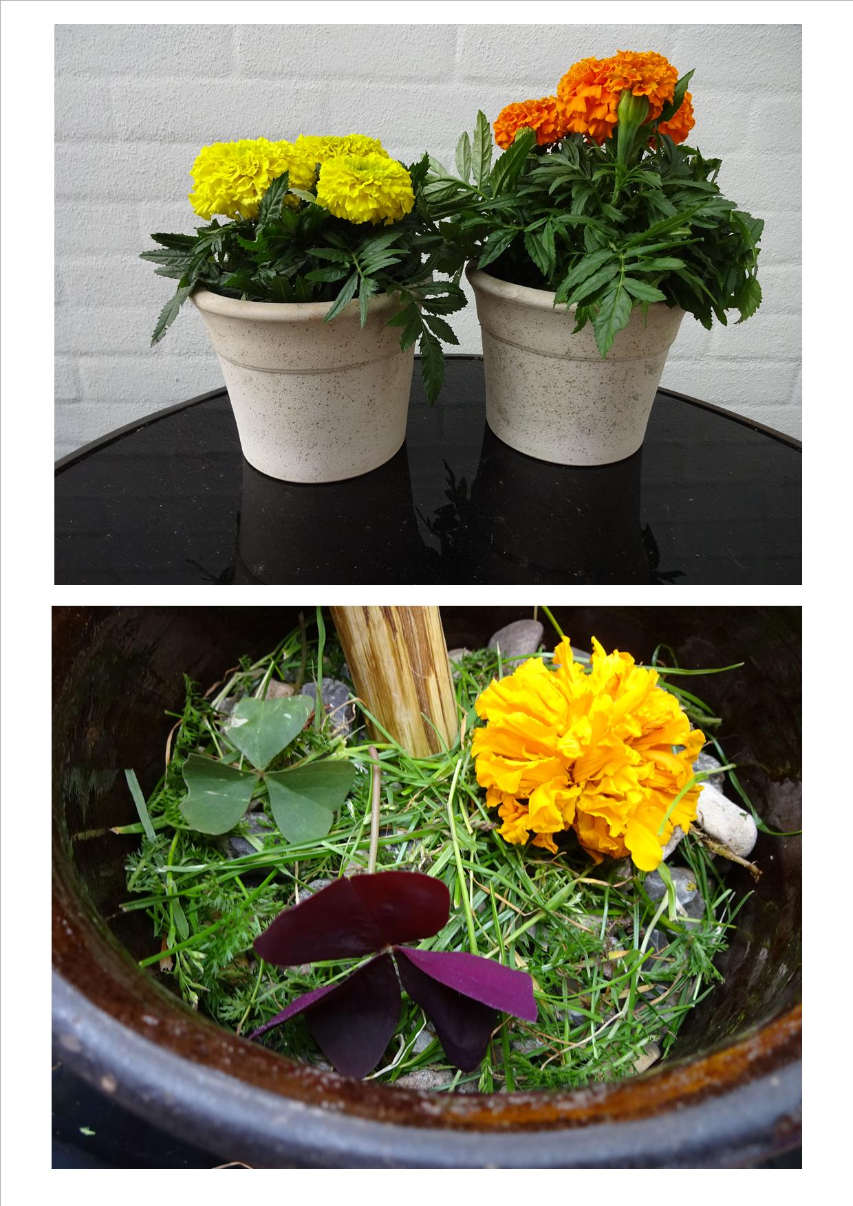 Glimt fra hverdage: Sommerblomster
