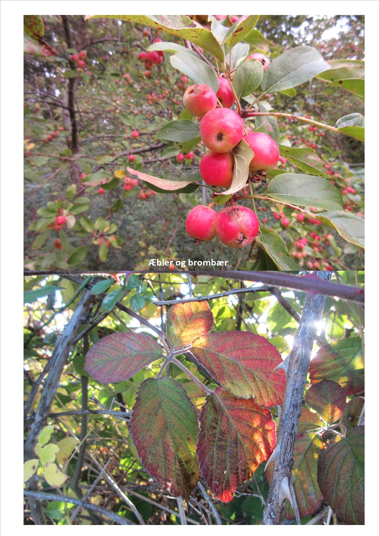 Naturkunst 13