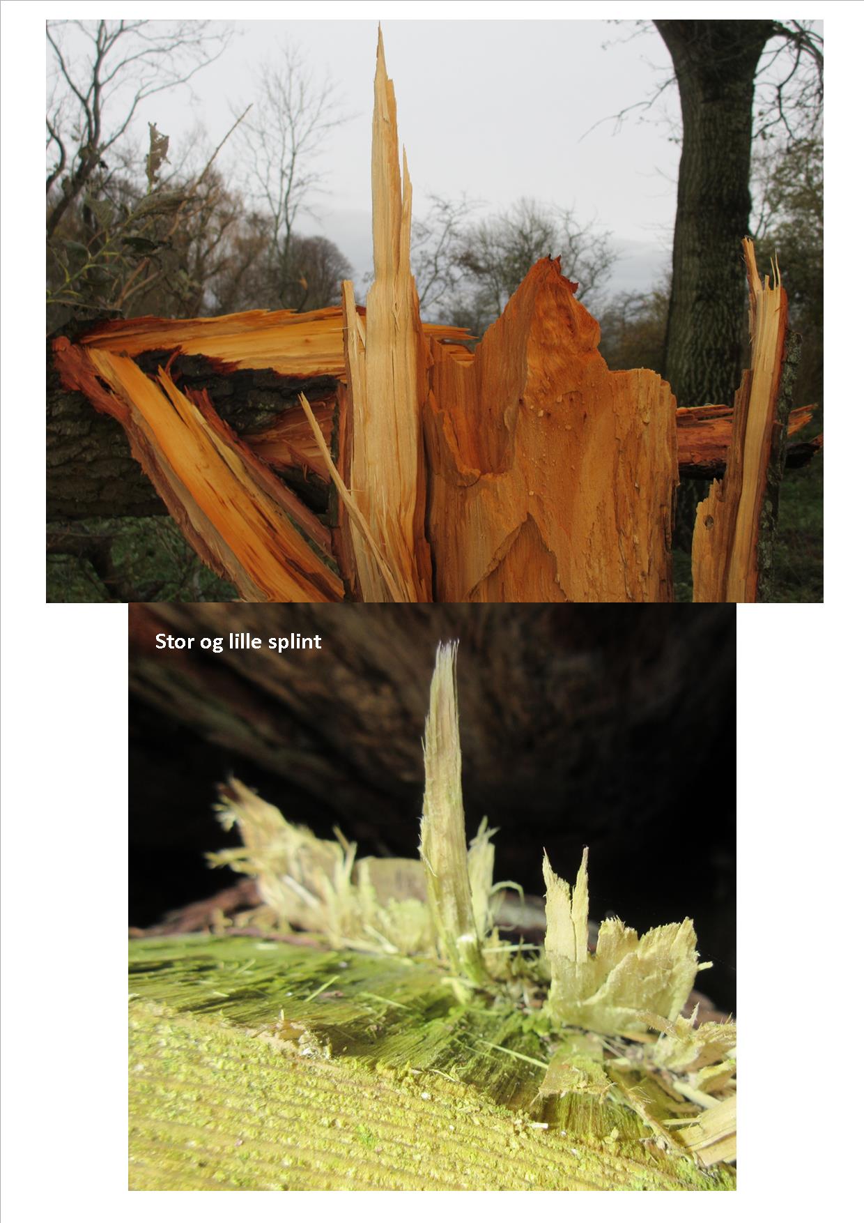 Naturkunst 14