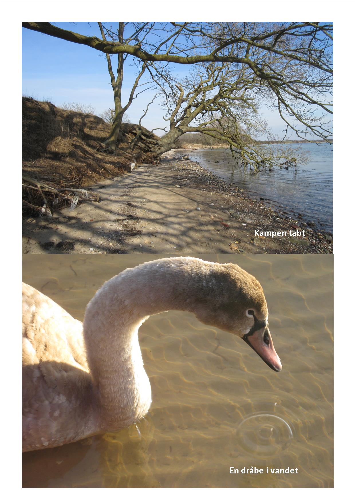 Naturkunst 2