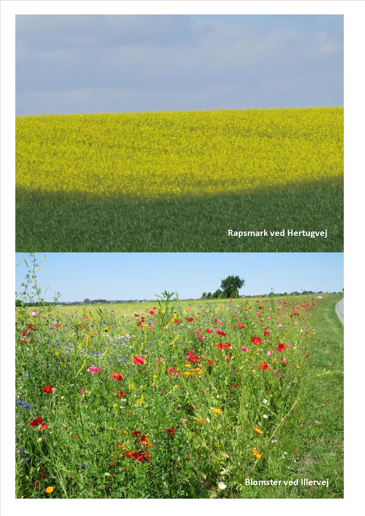 Naturkunst 3