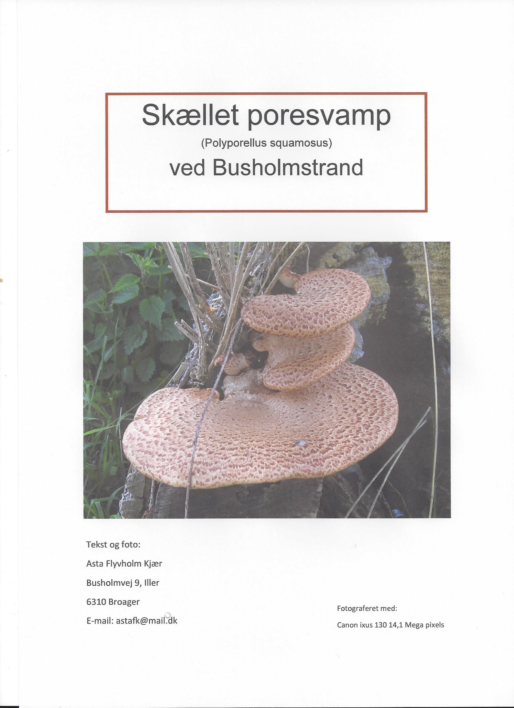 1 Skællet poresvamp