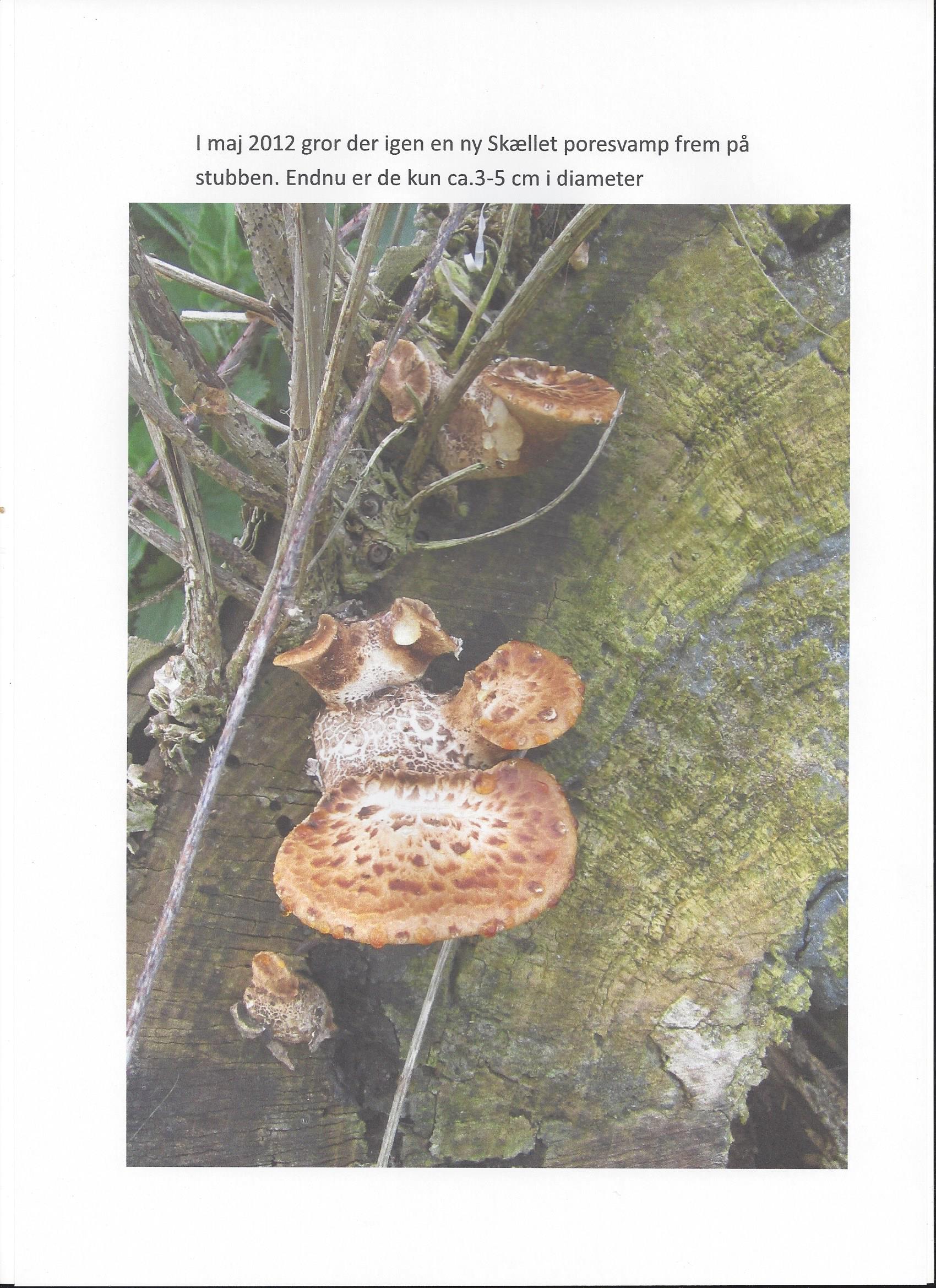 4 Skællet poresvamp
